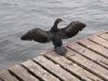 78-cormorant drying wings3.jpg