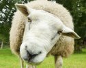 sheep-967169-01.jpeg