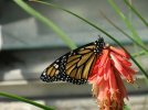 monarch-new wings.jpg