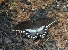 spicebush swallowtail female.jpg