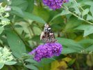 red admiral closed wings.jpg