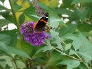 red admiral open.jpg