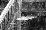 spider webs.jpg