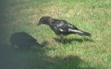 Young Crow 005.jpg