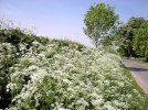 20240626_Cow_Parsley.jpg