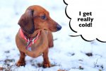 dachshund-get-cold-easily-1024x683.jpg