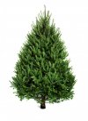 norway-spruce-tree.jpg