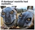 Donkeys.jpg