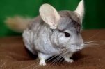 Chinchilla.jpeg