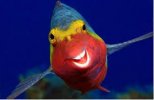 Parrotfish.jpeg