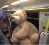 Bear on merseyrail.jpg